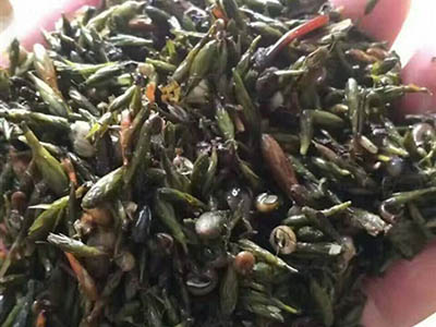 輪葉黑藻芽孢