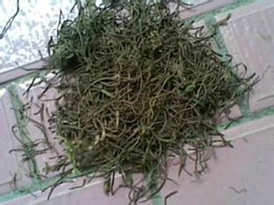 水生植物苦草籽