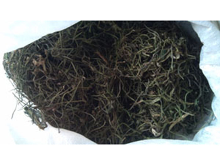 水生植物苦草籽