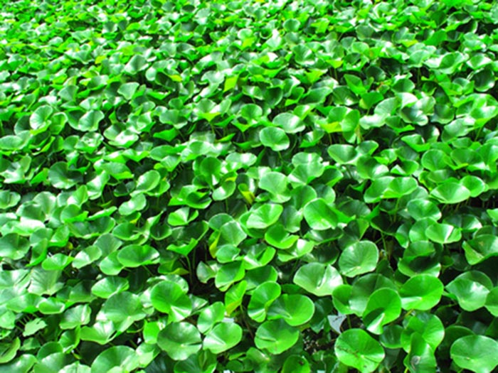 浮水植物水葫蘆