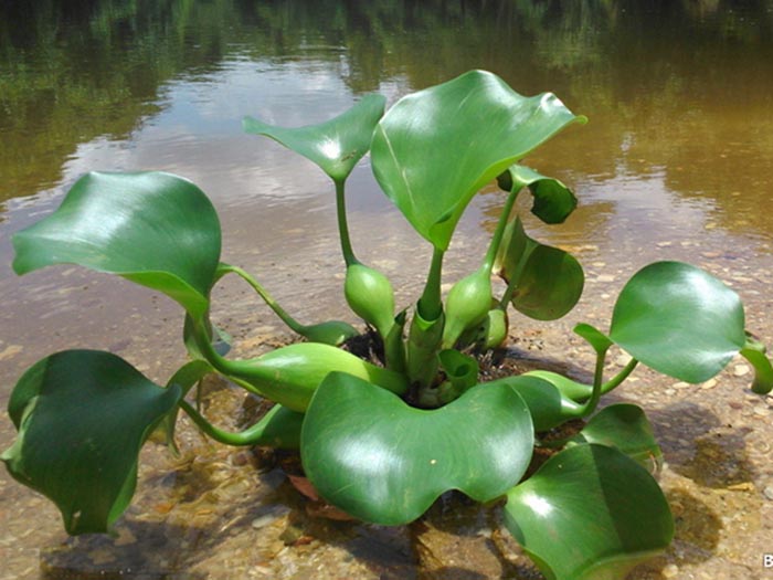 浮水植物水葫蘆