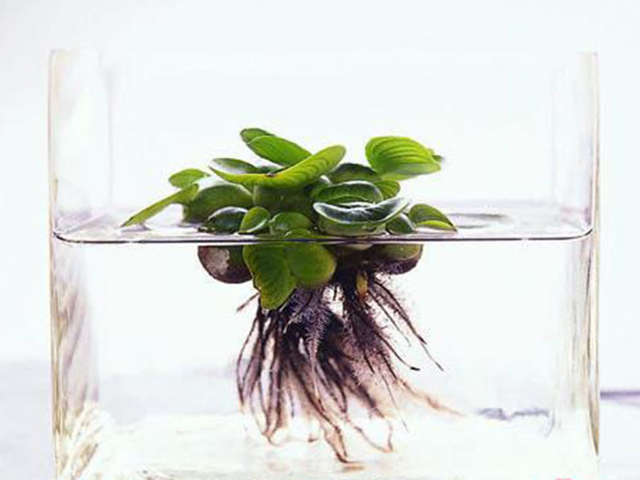 浮水植物水葫蘆