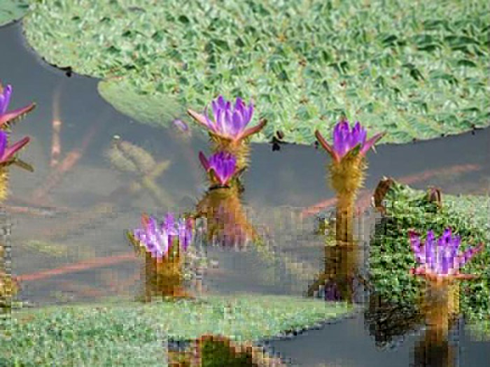 浮水植物芡實(shí)