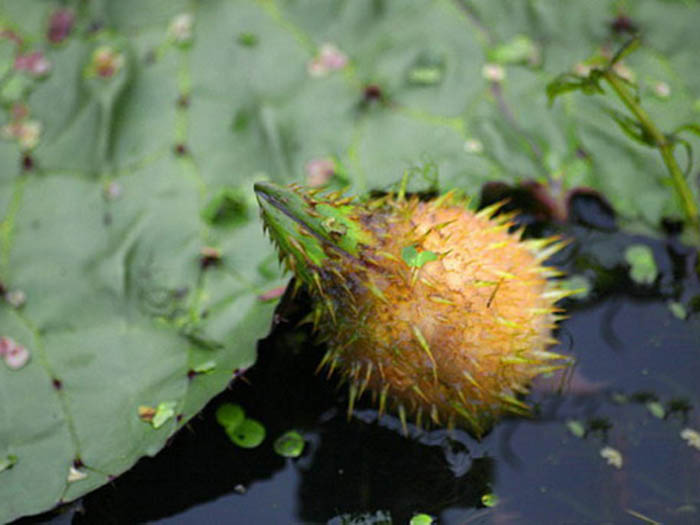 浮水植物芡實(shí)