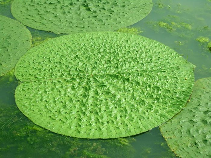 浮水植物芡實(shí)
