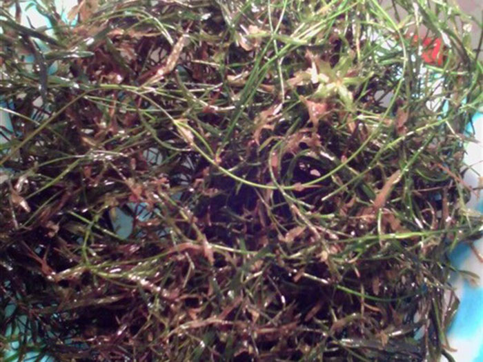 沉水植物微齒眼子菜