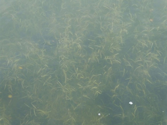 沉水植物微齒眼子菜