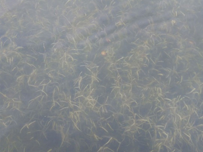 沉水植物微齒眼子菜