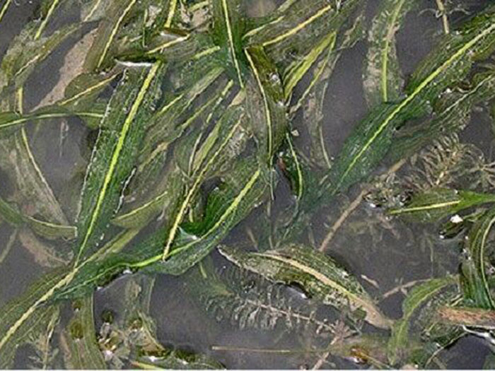 沉水植物馬來(lái)眼子菜