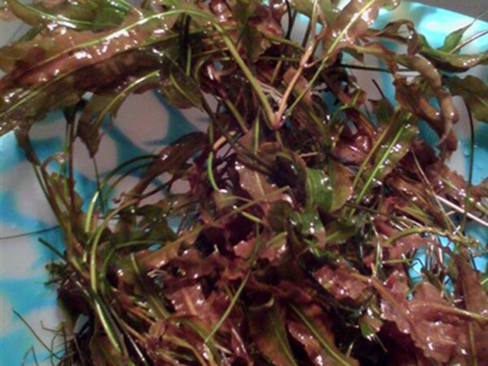 沉水植物馬來(lái)眼子菜
