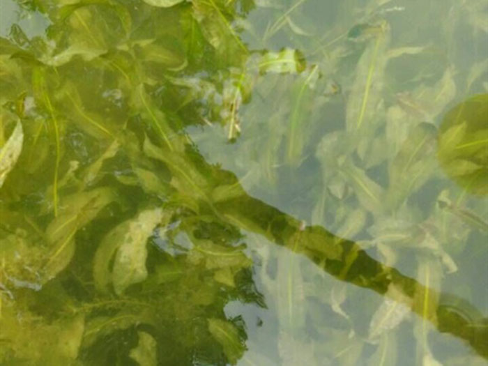 沉水植物馬來(lái)眼子菜