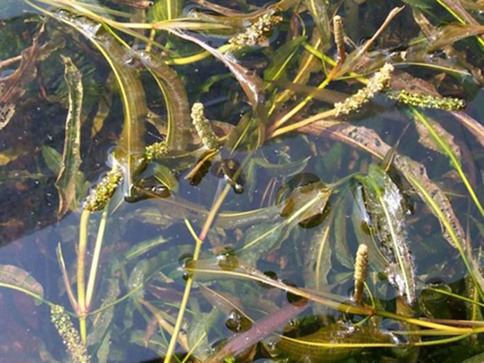 沉水植物蓼葉眼子菜