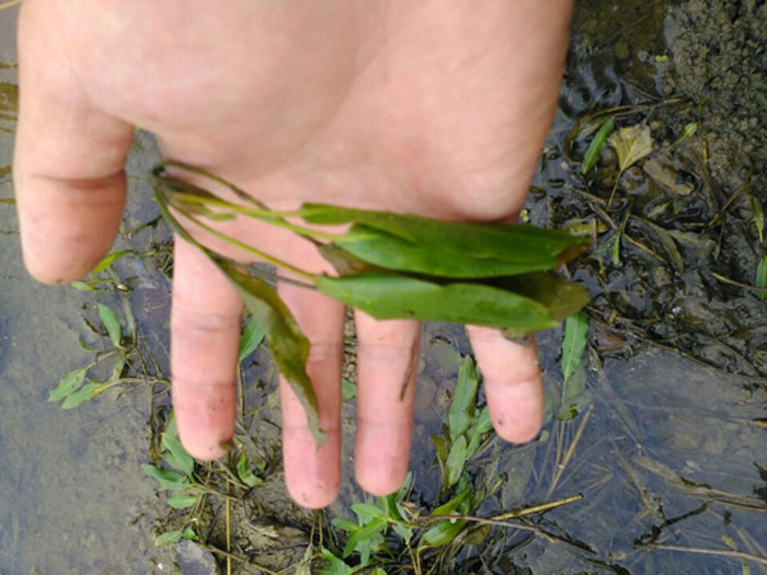 沉水植物蓼葉眼子菜
