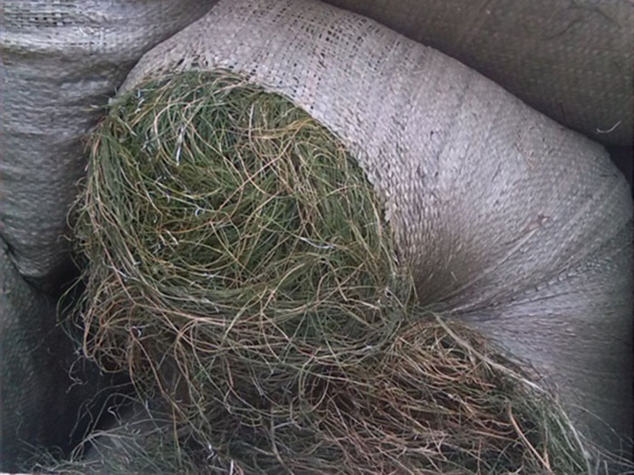 沉水植物篦齒眼子菜